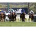  Carrera: P.Valderas Monta: V.Janacek Caballo: Octans